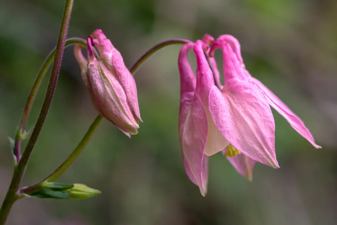 Gemeine Akelei (Aquilegia vulgaris)